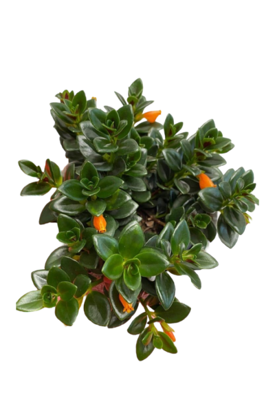 Lipstick Vine (Orange)
